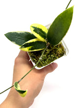Load image into Gallery viewer, Hoya Acuta Albo Variegated