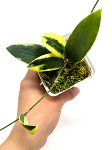 Hoya Acuta Albo Variegated
