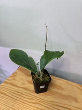 Load image into Gallery viewer, 108. Hoya Lambii