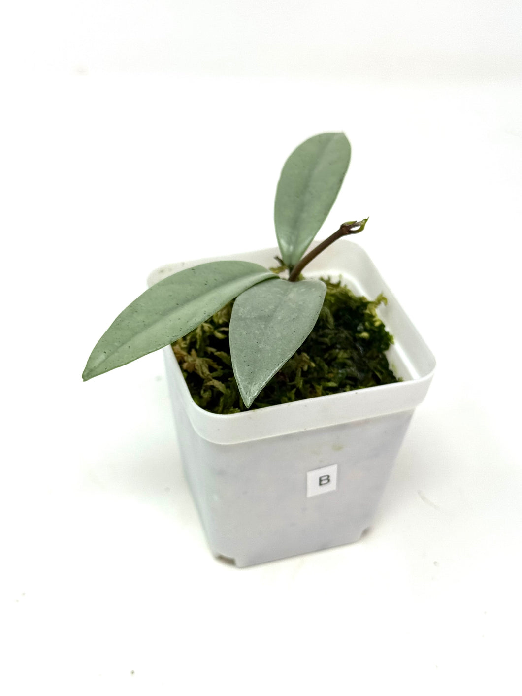 Hoya Wilbur Graves Silver B