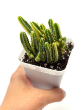 Load image into Gallery viewer, Acanthocereus Tetragonus ‘Fairy Castle Cactus’ Variegated (Ships within Canada only)