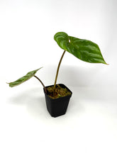 Load image into Gallery viewer, Philodendron Plowmanii