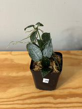 Load image into Gallery viewer, 26. Hoya Lacunosa Silver
