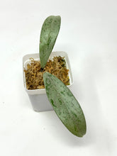 Load image into Gallery viewer, Hoya Pubicalyx Pink Silver Ghost D