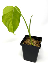 Load image into Gallery viewer, Monstera Deliciosa Aurea Variegated B
