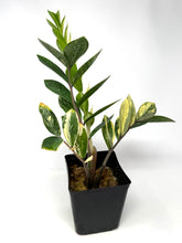 Load image into Gallery viewer, Zamioculcas Zamiifolia Variegated “ZZ” I
