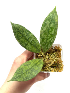 Hoya Lambii Silver A
