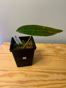 206. Philodendron Billietiae