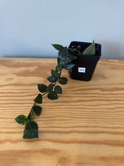 349. Hoya Lacunosa