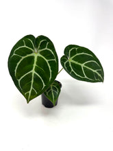 Load image into Gallery viewer, Anthurium Dorayaki