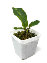 Load image into Gallery viewer, Hoya Undulata Green Leaves