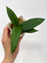 Load image into Gallery viewer, Hoya Scortechinii