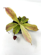 Load image into Gallery viewer, Nepenthes Mirabilis