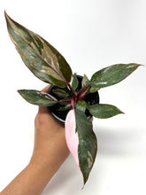 Load image into Gallery viewer, Philodendron Pink Princess