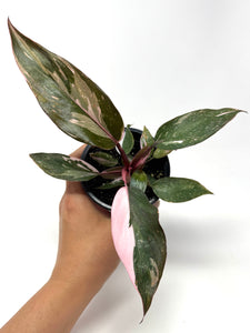 Philodendron Pink Princess