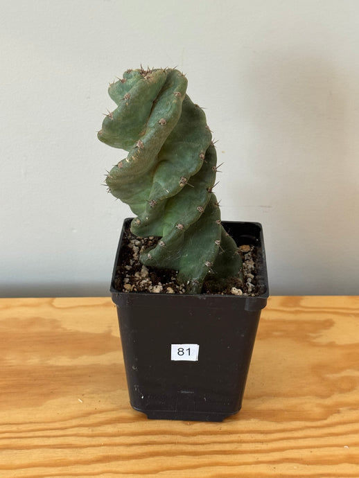 81. Cereus Forbesii cv. Spiralis 'Spiral Cactus'