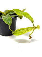 Load image into Gallery viewer, Nepenthes Dyeriana