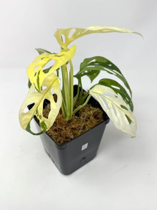 Monstera Adansonii Albo Variegated C