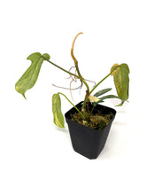 Load image into Gallery viewer, Philodendron Florida Beauty