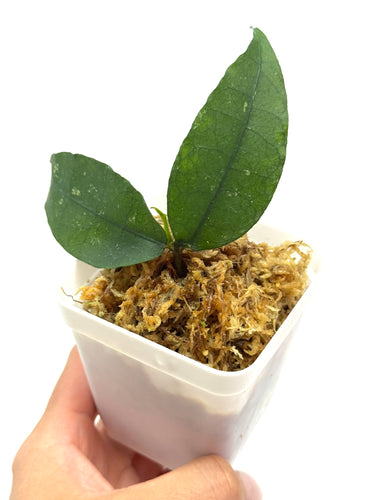 Hoya Ignorata