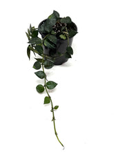 Load image into Gallery viewer, Hoya Lacunosa Silver