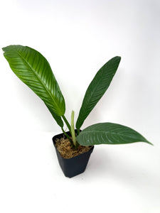 Philodendron Lynette ‘Campii’