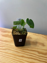 Load image into Gallery viewer, 8. Scindapsus Jade Satin