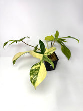 Load image into Gallery viewer, Philodendron Florida Beauty G
