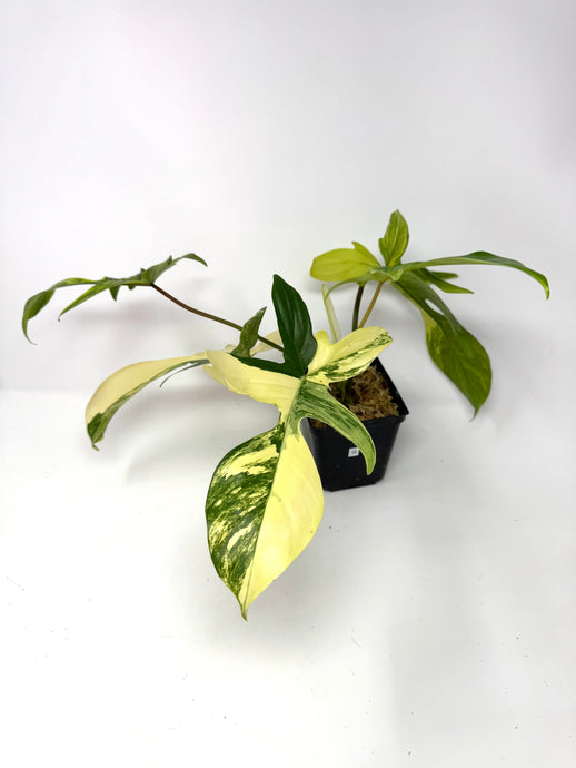 Philodendron Florida Beauty G