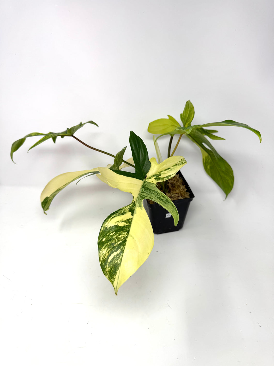 Philodendron Florida Beauty G