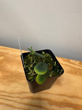 Load image into Gallery viewer, 17. Hoya Rotundiflora