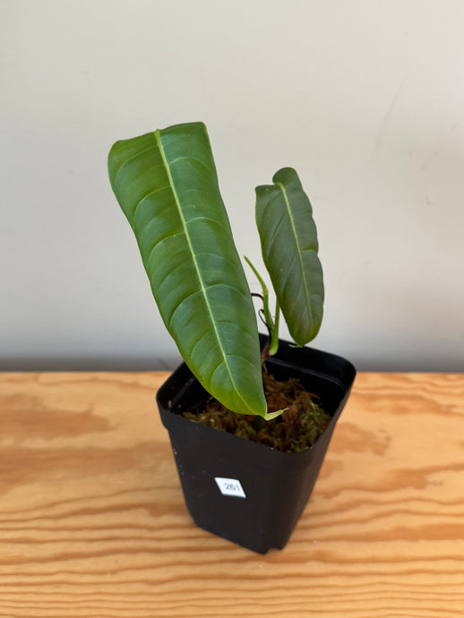 261. Philodendron Sharoniae