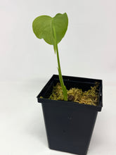 Load image into Gallery viewer, Monstera Deliciosa Aurea Variegated A