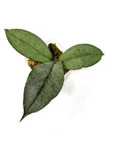Hoya Mitrata Silver D
