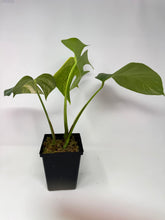Load image into Gallery viewer, Monstera Deliciosa Aurea Variegated B