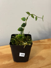 Load image into Gallery viewer, 64. Hoya Chinghungensis