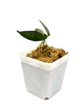 Load image into Gallery viewer, Hoya Hypolasia