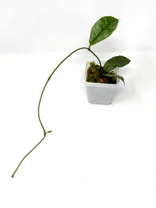 Hoya Mitrata Silver C