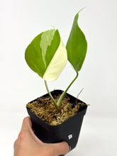 Load image into Gallery viewer, Monstera Deliciosa Albo Variegated I