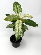Load image into Gallery viewer, Ficus Aspera Variegated