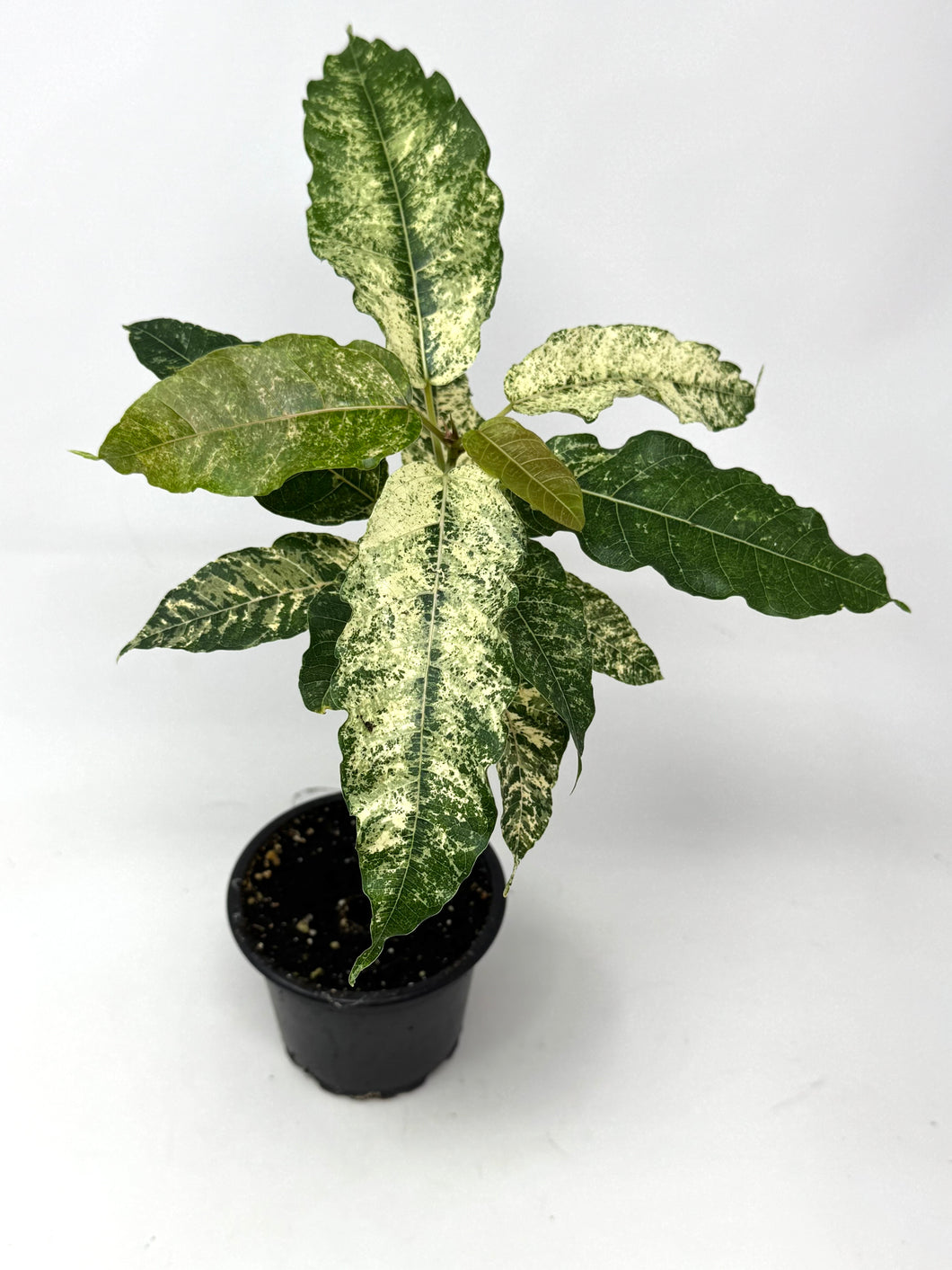 Ficus Aspera Variegated