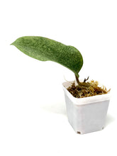 Load image into Gallery viewer, Hoya Glabra Silver F