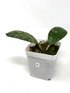 Hoya Gunung Gading Silver Ghost E