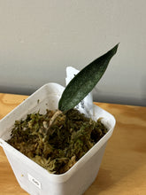 Load image into Gallery viewer, 56. Hoya Mitrata Silver