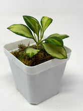 Load image into Gallery viewer, Hoya Heuschkeliana Inner Variegated