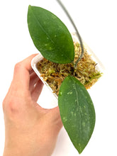 Load image into Gallery viewer, Hoya Erythrostemma Splash