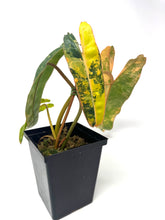 Load image into Gallery viewer, Philodendron Billietiae Variegated B