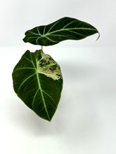 Load image into Gallery viewer, Alocasia Black Velvet Variegated B