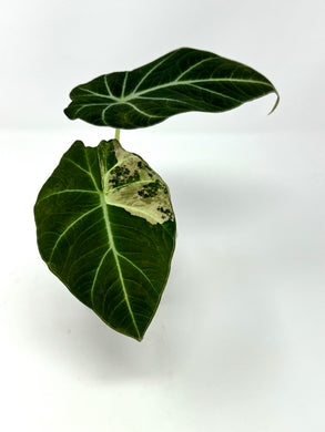 Alocasia Black Velvet Variegated B