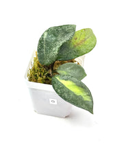 Load image into Gallery viewer, Hoya Carnosa ‘Argentea Princess’ G